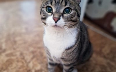 Iko