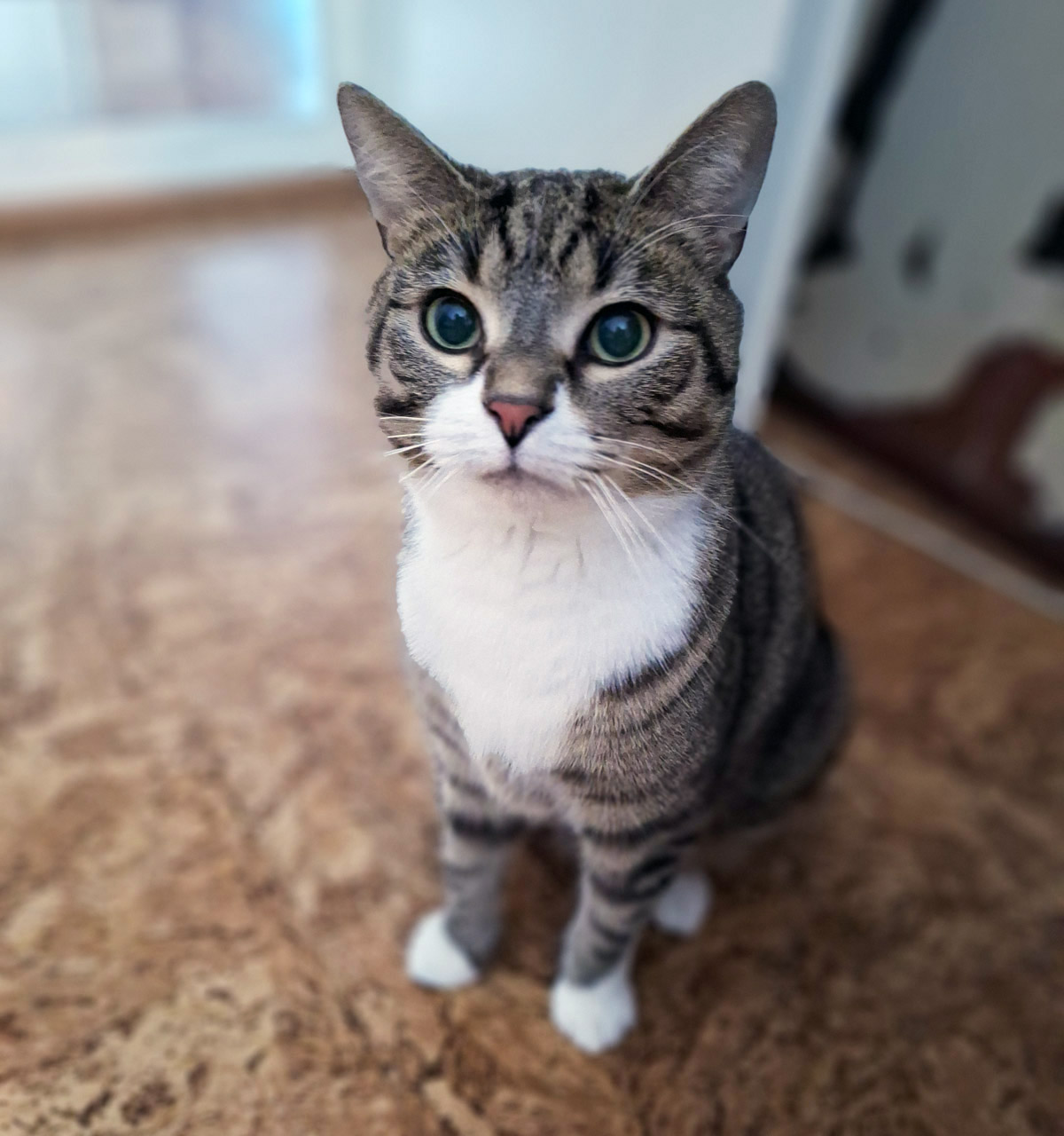 koditon kissa