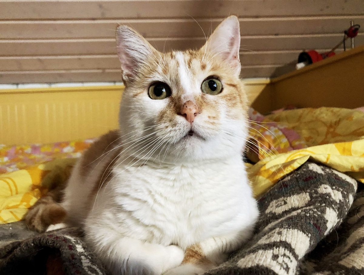 koditon kissa