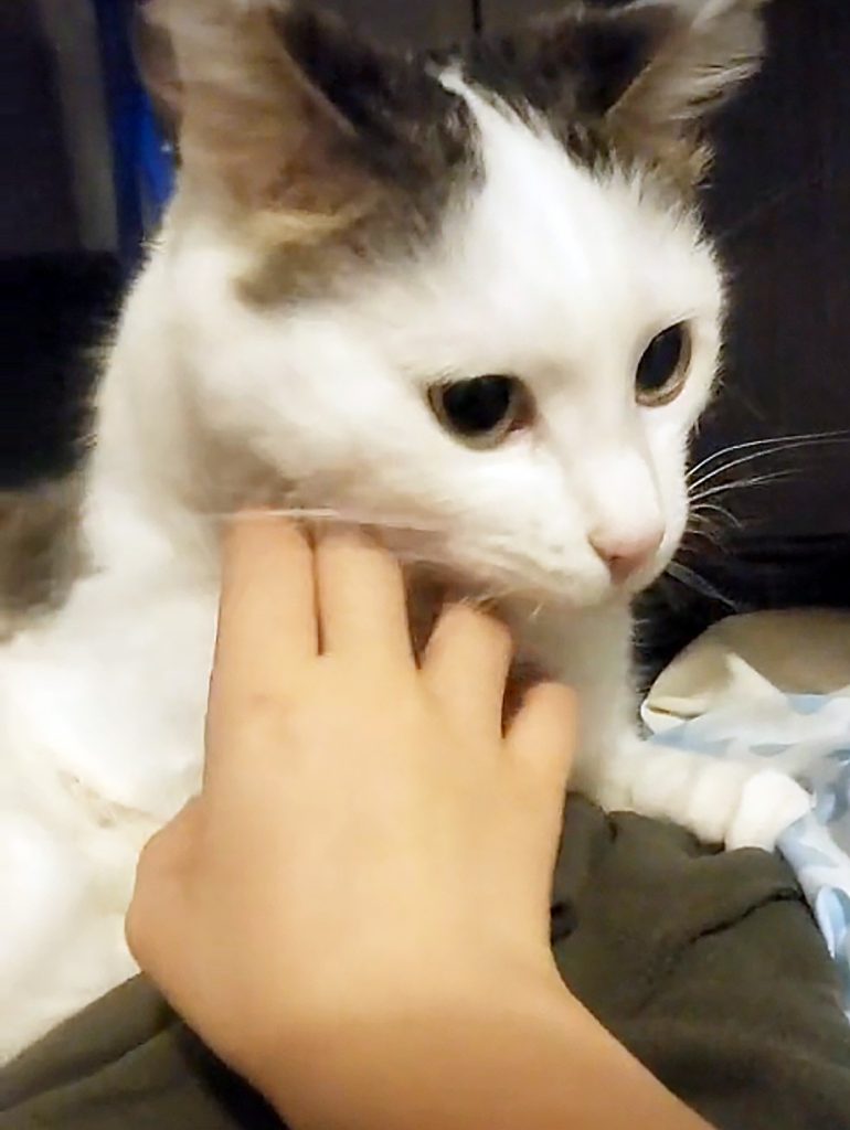 koditon kissa