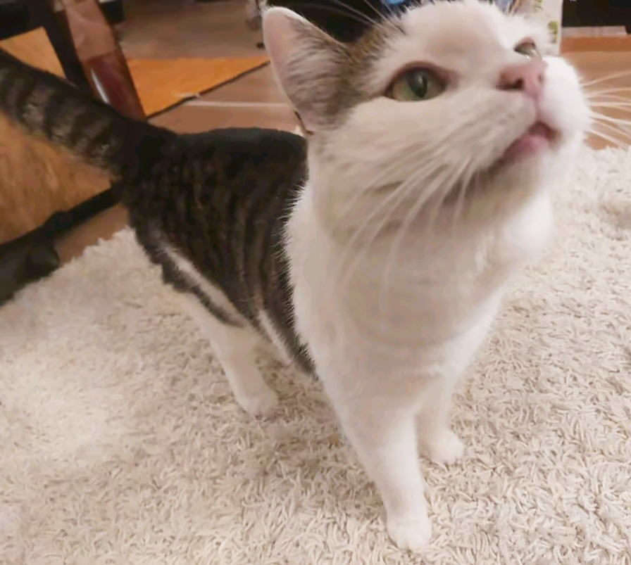 koditon kissa