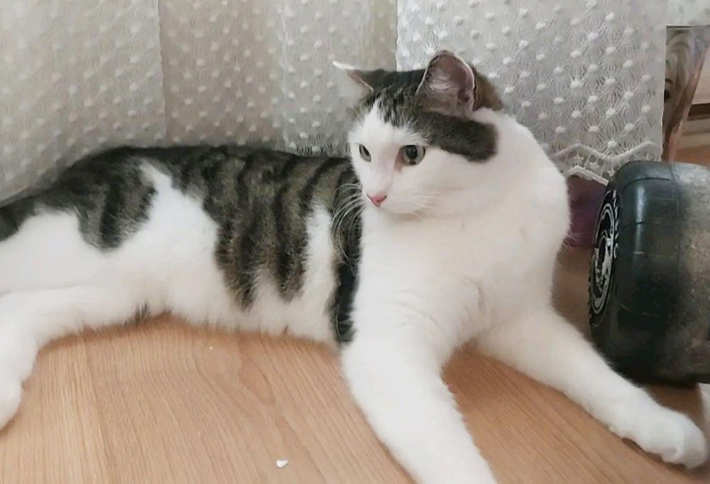 koditon kissa