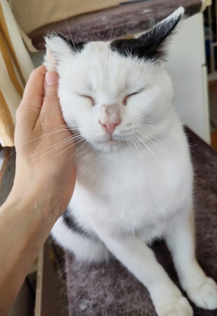 koditon kissa