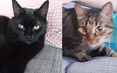 2 kissaa etsii loppuelämän kotia