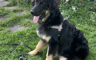 Bella