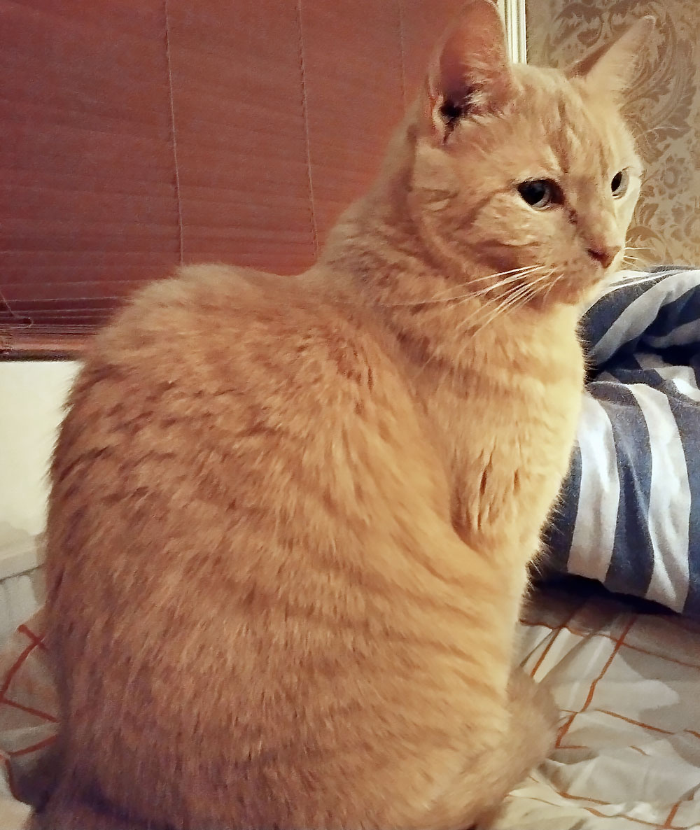 koditon kissa