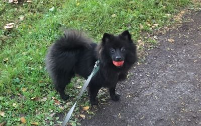 Yrttimaan kakara Mali