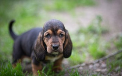 PESU etsii vapaaehtoisia lahjoitussähköpostiin vastaajiksi