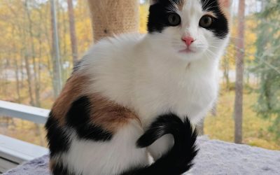 Maelle (pentu)