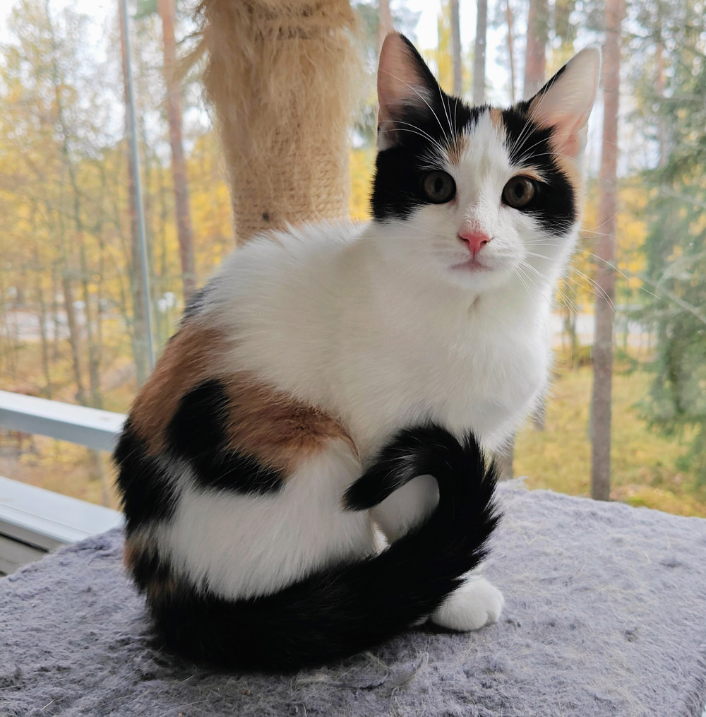 koditon kissa