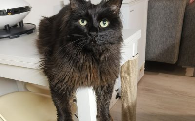 Mokka