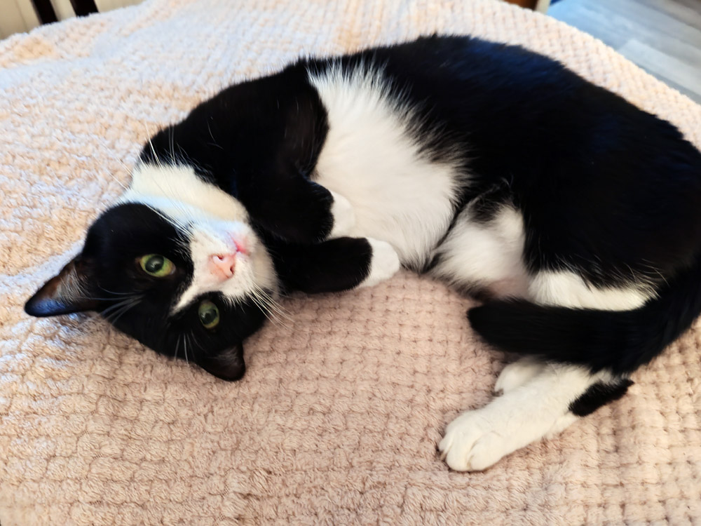 s-ansa2025 koditon kissa