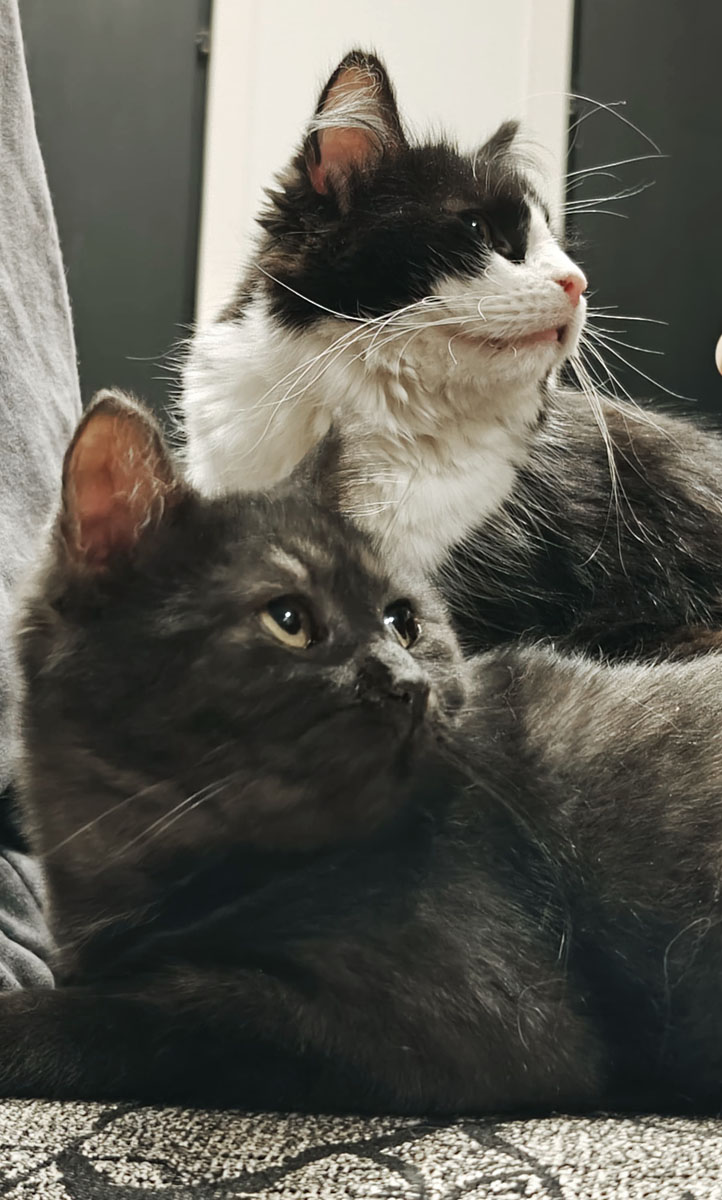 s-mitsis-nocco-2025 koditon kissa