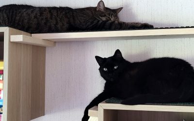 Tossu ja Pikkelssi