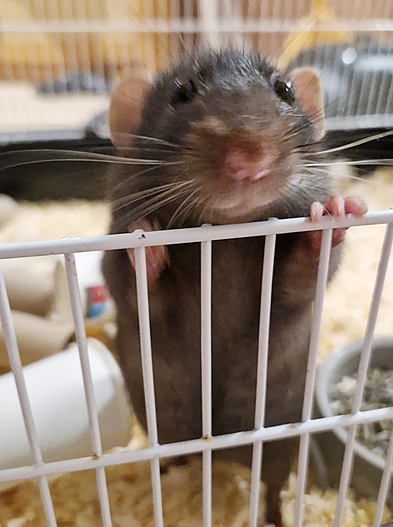 y-rotta-2025 koditon rotta