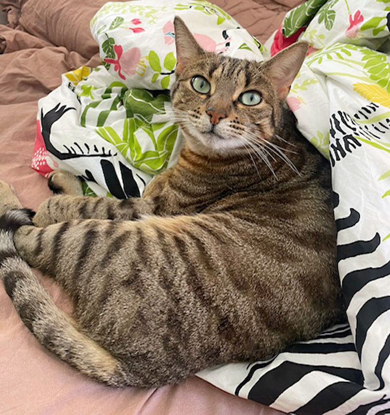 s-carla-2-2025 koditon kissa