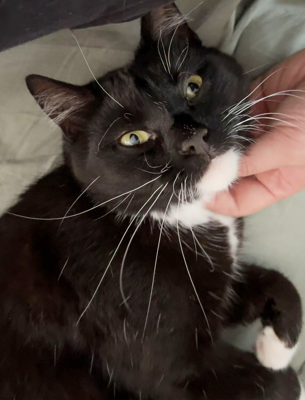 s-fandango-2025 koditon kissa