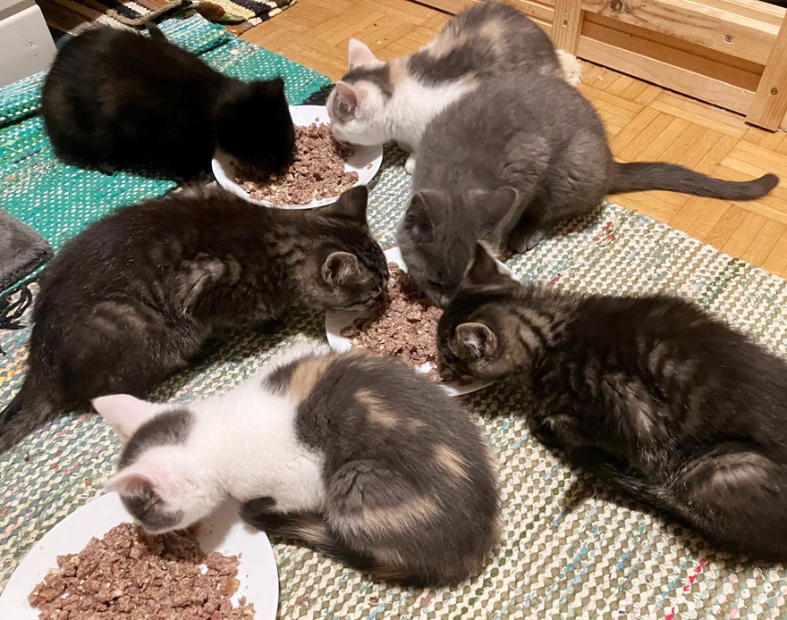 s-pompun-pennut-2025 koditon kissa