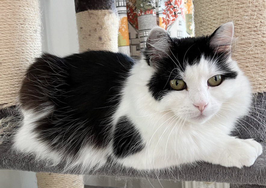 s-rororo-2025 koditon kissa