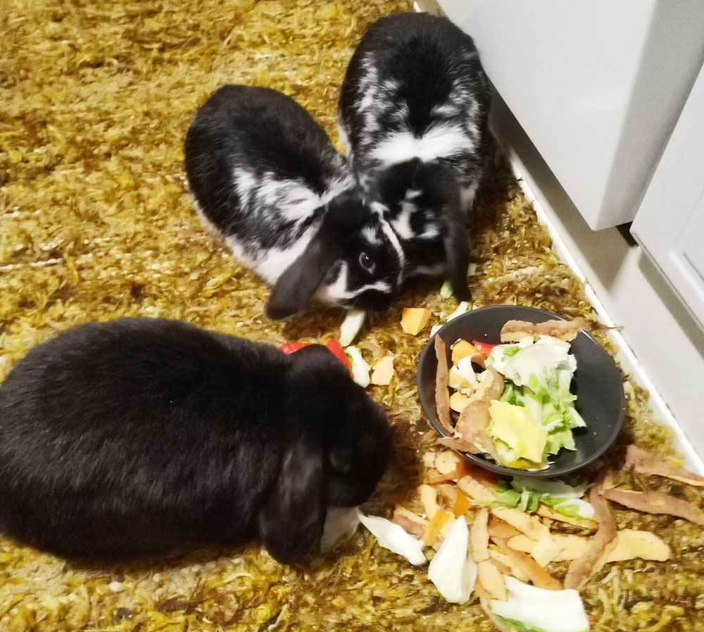 y-kanitrio-2025 koditon kani