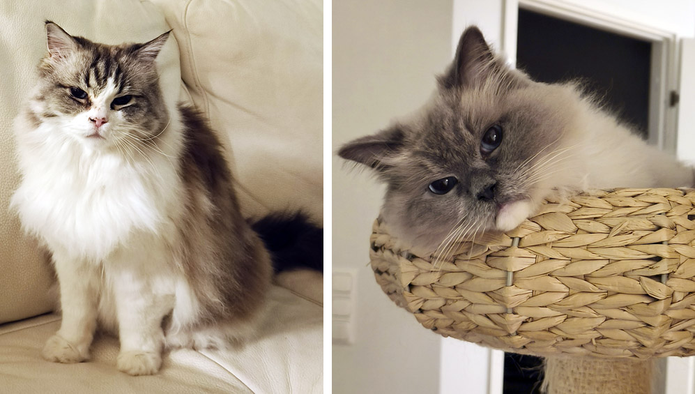 y-polly-luna-2025 koditon kissa