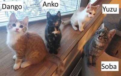 Anko, Dango, Soba ja Yuzu (pennut)