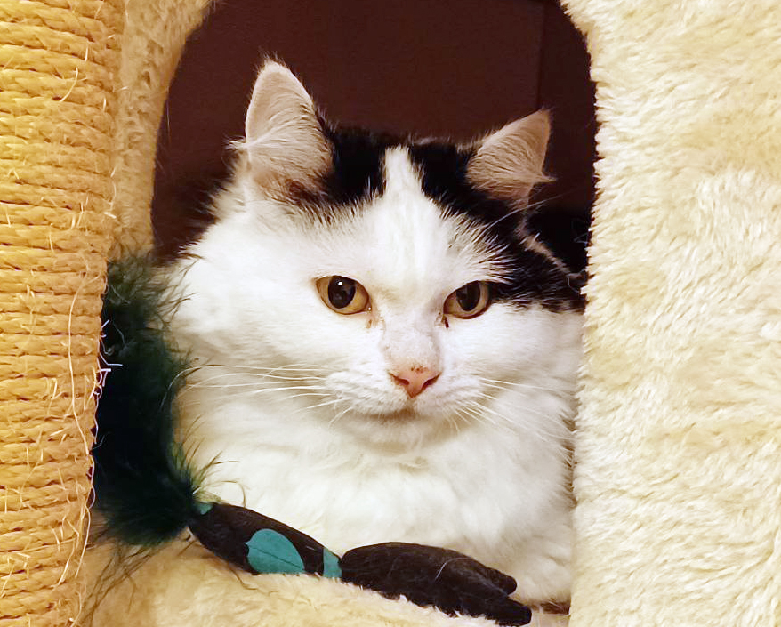 s-lavina-2026 koditon kissa