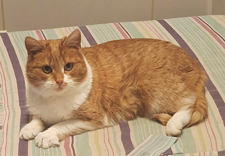 s-lucia-2026 koditon kissa