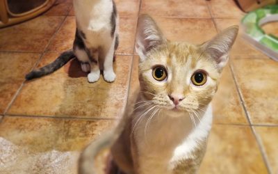 Neko ja Sakura (pennut)