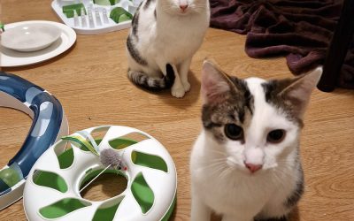 Nuru (pentu) ja Jasiri