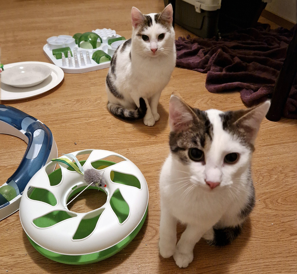 s-nuru-jasiri-2026 koditon kissa