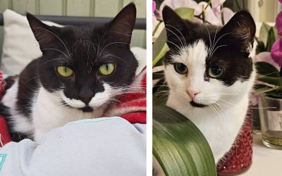 Andromeda ja Bellatrix