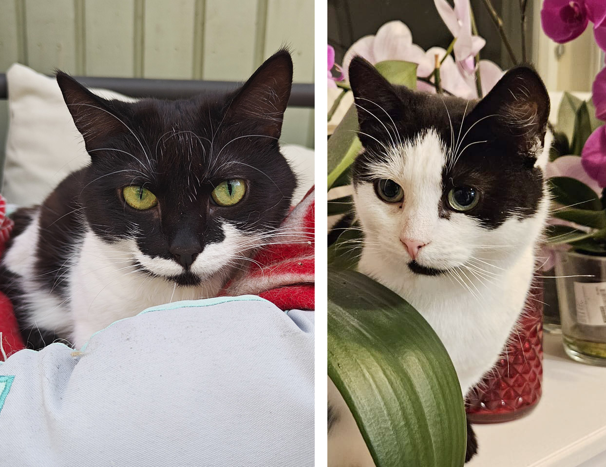 s-andromeda-bellatrix-2026 koditon kissa