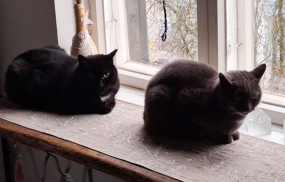 s-ceri-sine-2-2026 koditon kissa