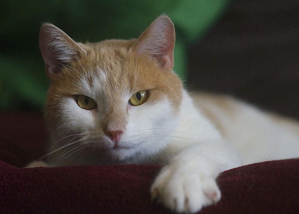 s-lesi-2-2026 koditon kissa