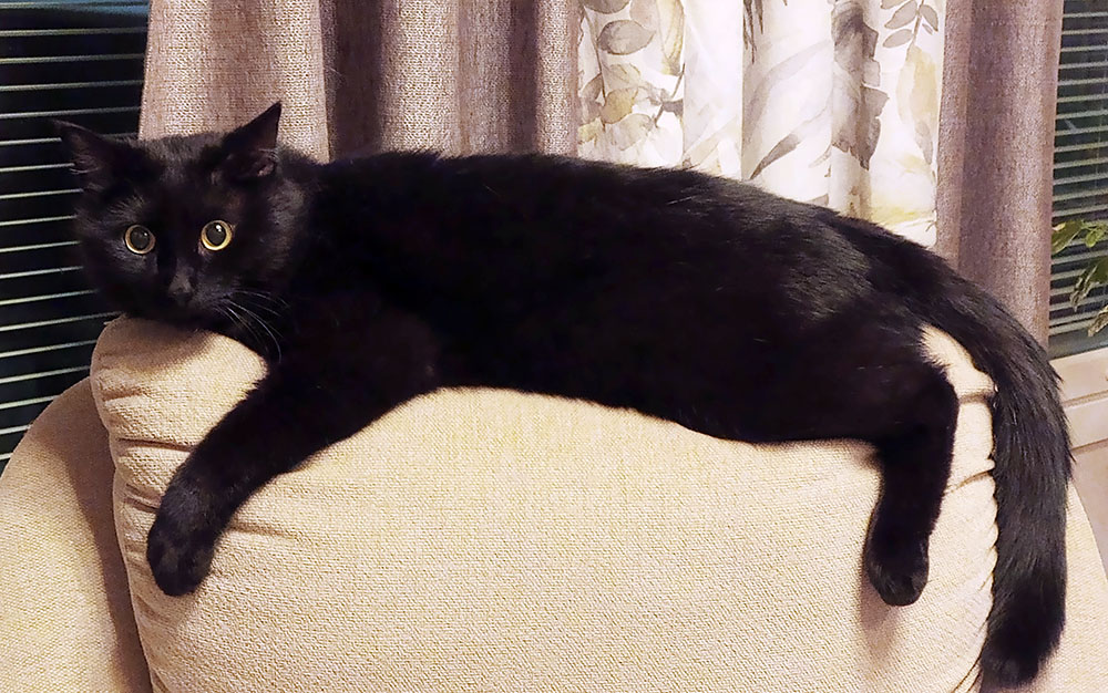 s-mister-3-2026 koditon kissa