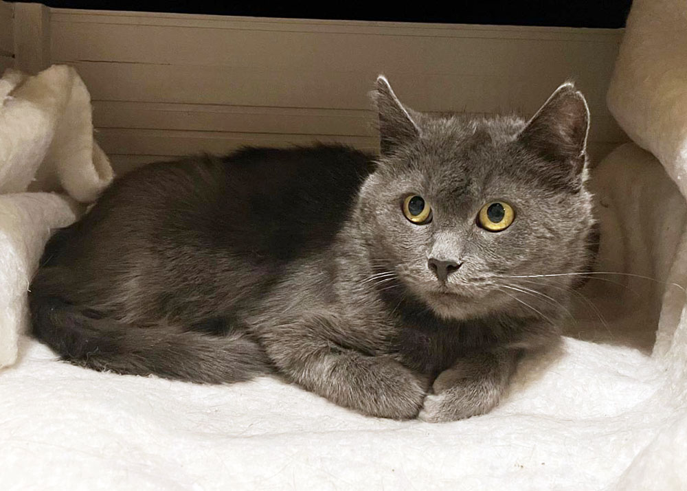 s-pomppu-2026 koditon kissa