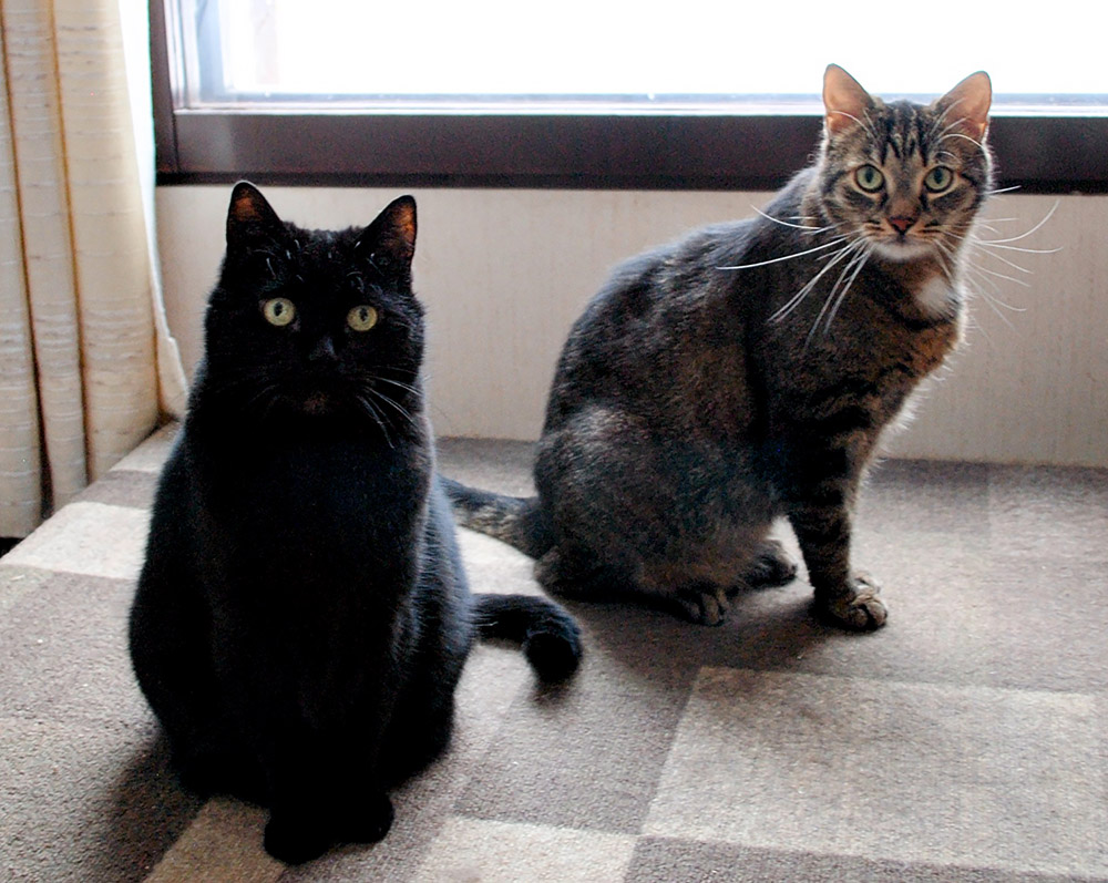 s-tossu-pikkelssi-2026 koditon kissa