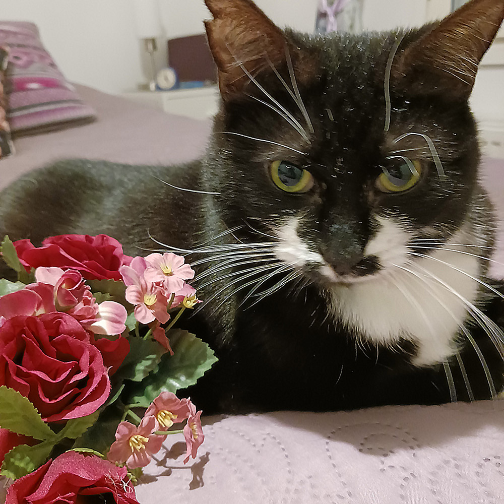 s-mustikka-2026 koditon kissa