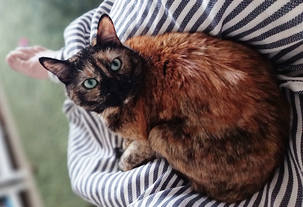 s-schjerfbeck-2-2026 koditon kissa