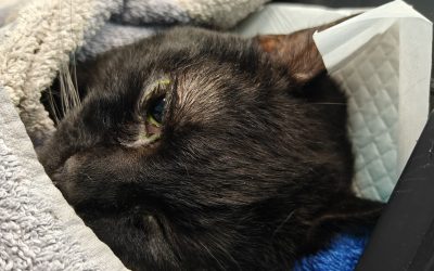 Auta meitä auttamaan Byteä ja kavereita!