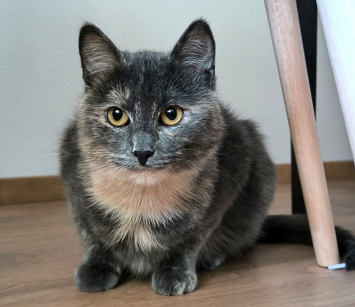 s-mochi-2026 koditon kissa