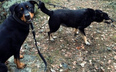 Kaksi koiraa etsii yhteistä rakastavaa kotia