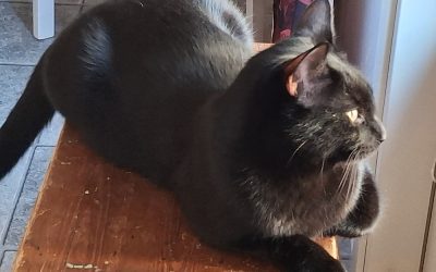 Kissapoika uuteen kotiin