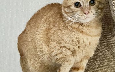 Lykky