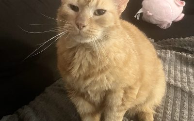 Perla
