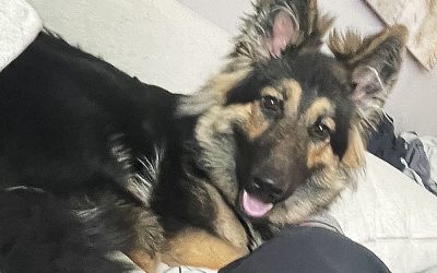 Nala 7kk