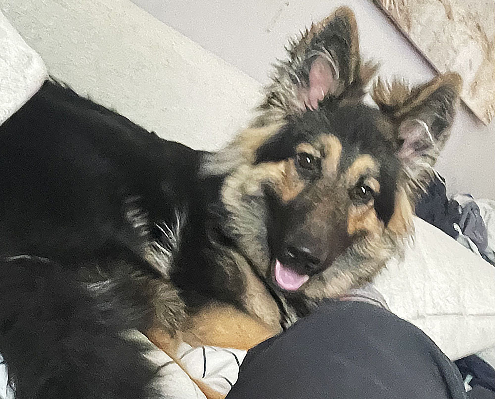 koditon koira