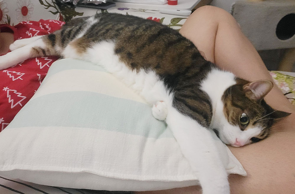 koditon kissa
