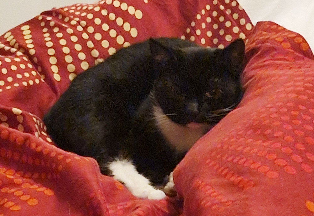 koditon kissa